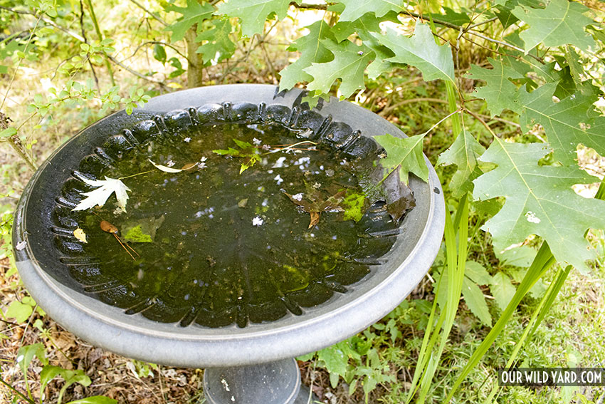 Bird Baths